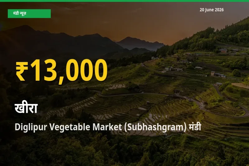 30 दिनों में सबसे ऊँचे स्तर पर खीरा के दाम, Diglipur Vegetable Market (Subhashgram) में उछाल