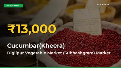 Cucumbar(Kheera) Mandi Rate Surges Today in Diglipur Vegetable Market (Subhashgram) – Highest Level in 30 Days