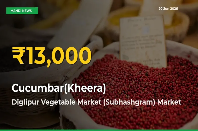 Cucumbar(Kheera) Mandi Rate Surges Today in Diglipur Vegetable Market (Subhashgram) – Highest Level in 30 Days