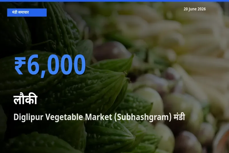 20 June अपडेट: लौकी के सबसे ऊँचे दाम Diglipur Vegetable Market (Subhashgram) मंडी में