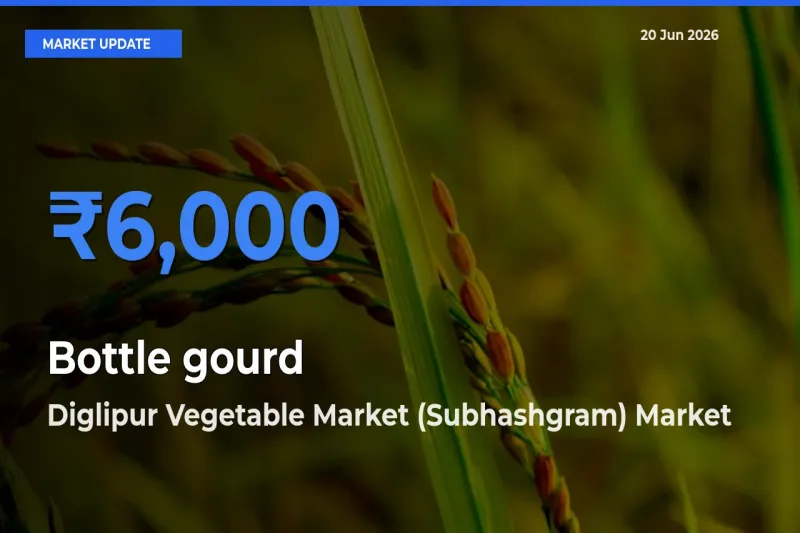 Diglipur Vegetable Market (Subhashgram) Leads as Top Mandi for Bottle gourd Prices