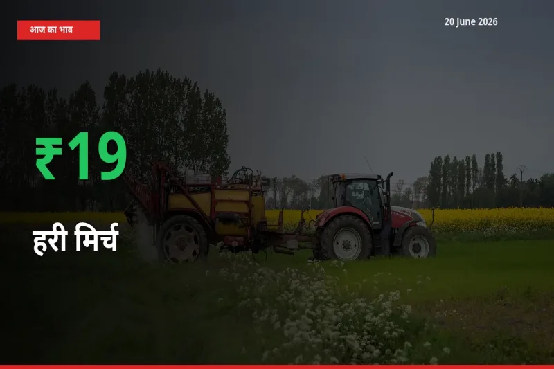 किसानों के लिए खुशखबरी! स्थानीय मंडी में हरी मिर्च 19.1% उछला