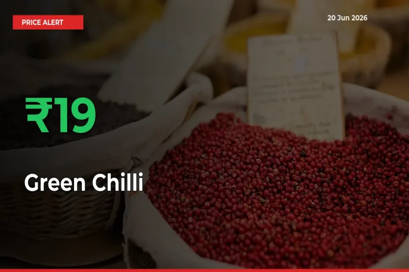 Farmers Cheer as Green Chilli Prices Surge 19.1% in Local Mandis