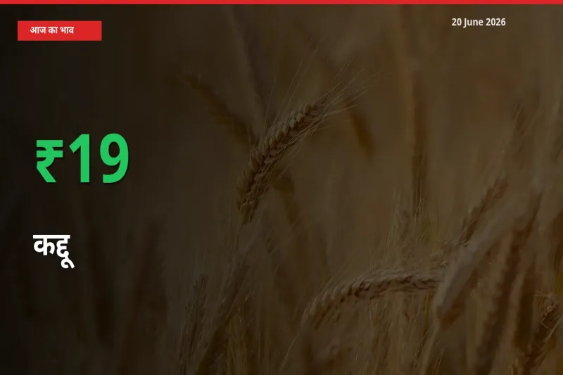 स्थानीय मंडी में कद्दू के दाम अचानक 18.62% उछले, किसान सतर्क
