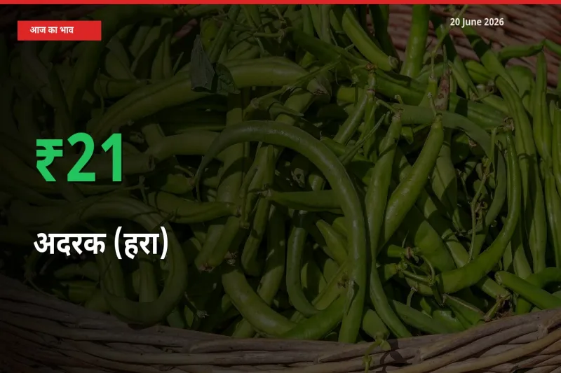 आज का मंडी भाव: अदरक (हरा) के दाम मंडी में 20.93% ऊपर