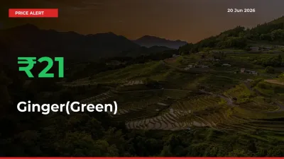 20.93% Spike in Ginger(Green) Prices – Mandi Sees Sudden Rally