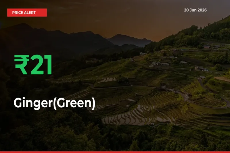 20.93% Spike in Ginger(Green) Prices – Mandi Sees Sudden Rally
