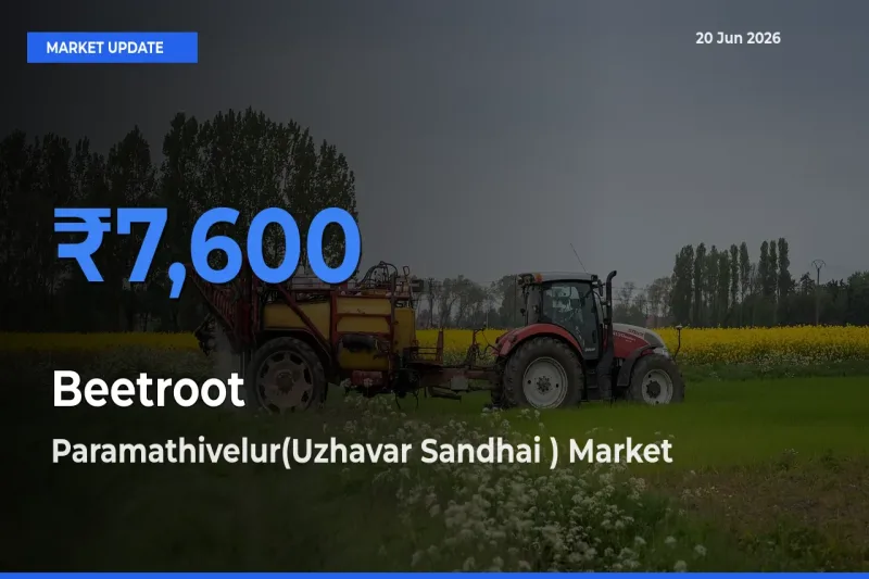 Farmers Prefer Paramathivelur(Uzhavar Sandhai ) as Beetroot Hits Highest Rate