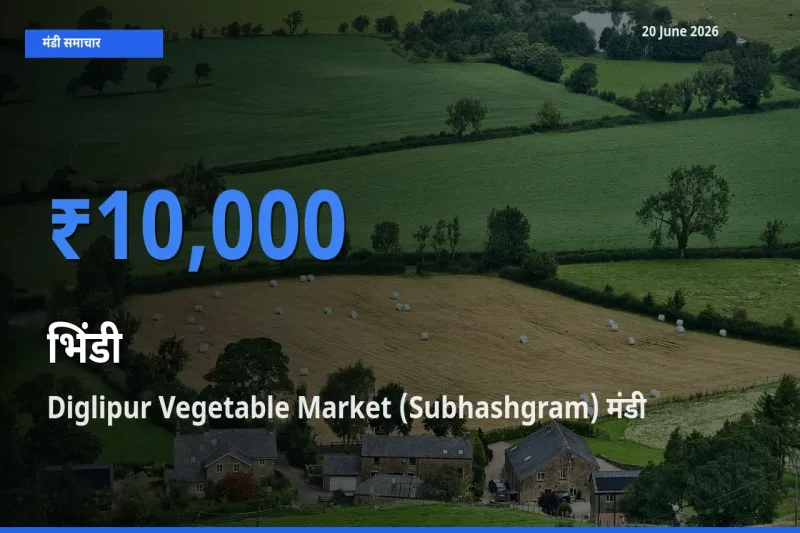 किसानों की पसंद बना Diglipur Vegetable Market (Subhashgram), भिंडी के सबसे अच्छे दाम