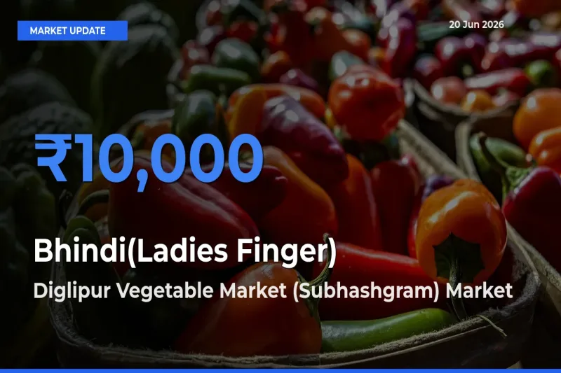 Farmers Prefer Diglipur Vegetable Market (Subhashgram) as Bhindi(Ladies Finger) Hits Highest Rate