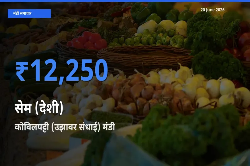 कोविलपट्टी (उझावर संधाई) मंडी में सेम (देशी) ₹12,250 पर पहुँचा – आज का सर्वोच्च भाव