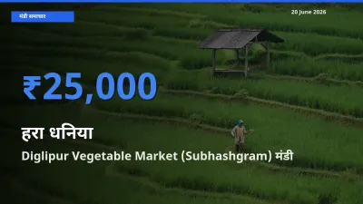आज हरा धनिया के सबसे ऊँचे दाम ₹25,000 Diglipur Vegetable Market (Subhashgram) मंडी में