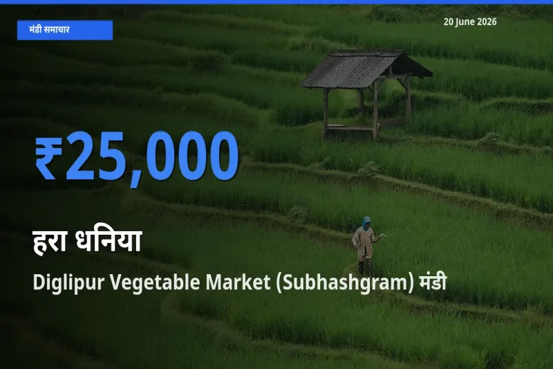 आज हरा धनिया के सबसे ऊँचे दाम ₹25,000 Diglipur Vegetable Market (Subhashgram) मंडी में