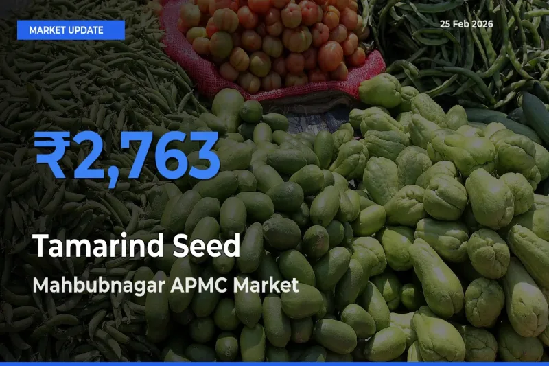 Mahbubnagar APMC Tops Tamarind Seed Rates – February 25 Market Update