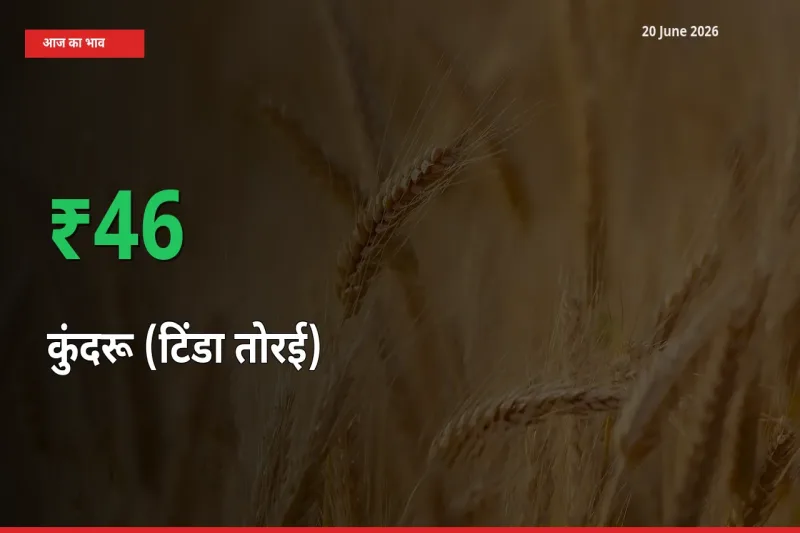 कुंदरू (टिंडा तोरई) 46.42% उछला, मंडी