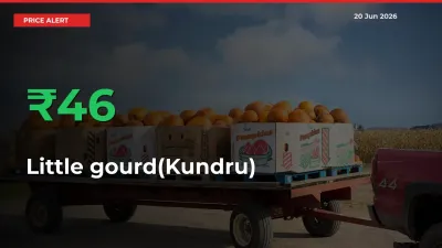 Why Little gourd(Kundru) Prices Rose 46.42% in a Day at Mandis