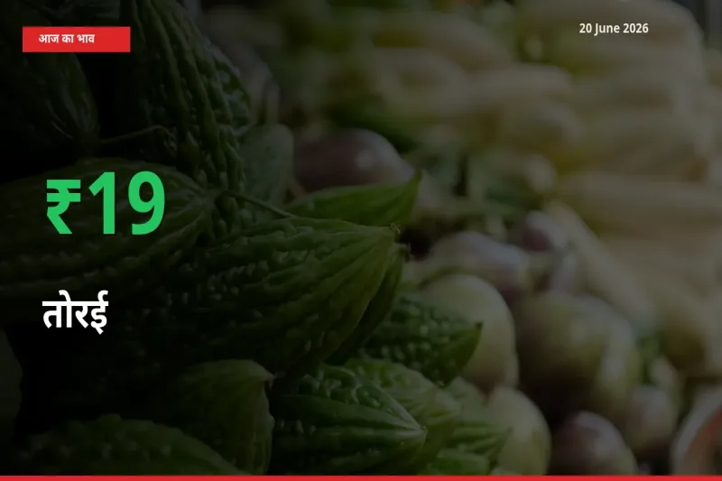 अचानक तेजी! मंडी में तोरई के दाम 19.17% चढ़े