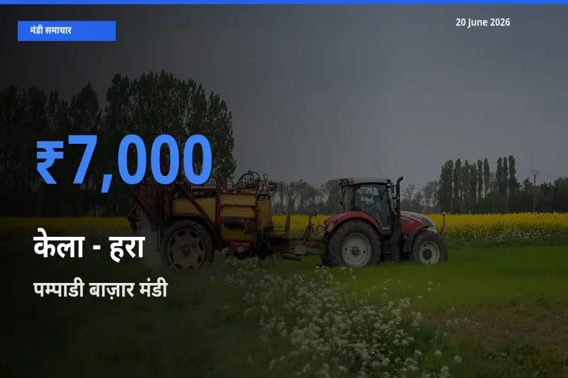 पम्पाडी बाज़ार मंडी में आज केला - हरा के सबसे ऊँचे दाम दर्ज