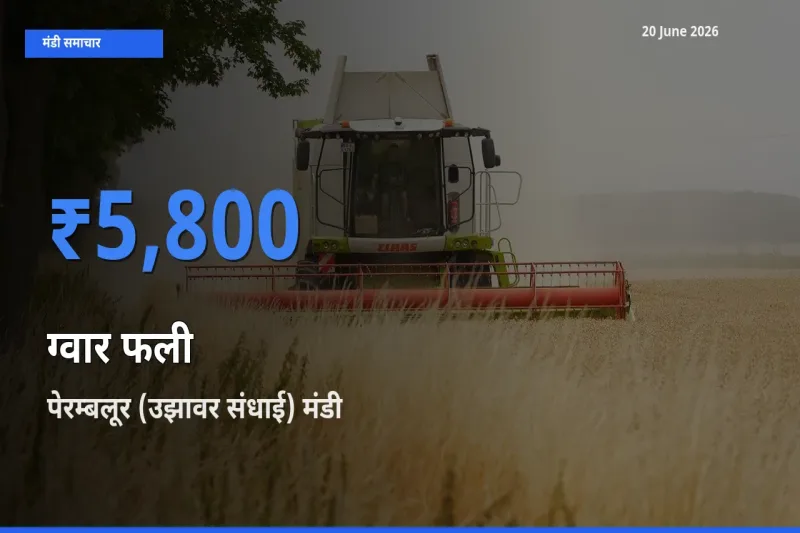 आज का मंडी भाव: ग्वार फली के सबसे ज़्यादा दाम पेरम्बलूर (उझावर संधाई) में