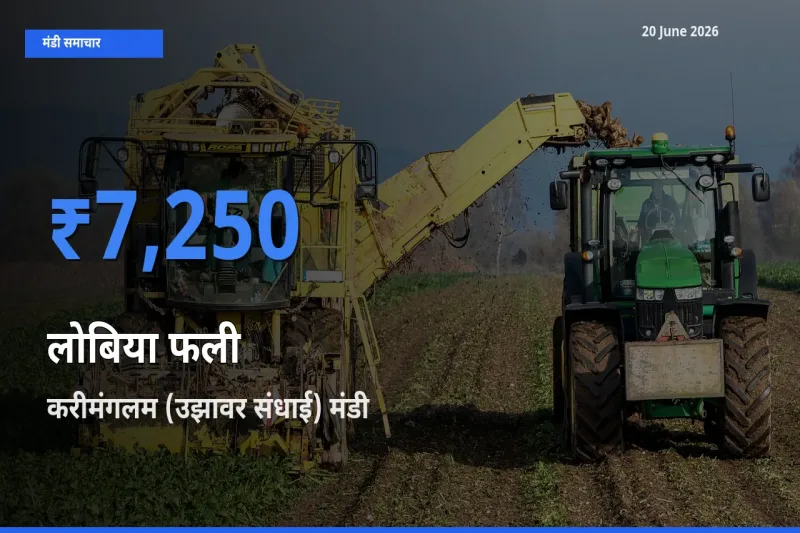 करीमंगलम (उझावर संधाई) मंडी में लोबिया फली ₹7,250 पर पहुँचा – आज का सर्वोच्च भाव