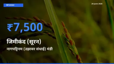 आज जिमीकंद (सूरन) के सबसे ऊँचे दाम ₹7,500 नागपट्टिनम (उझावर संधाई) मंडी में