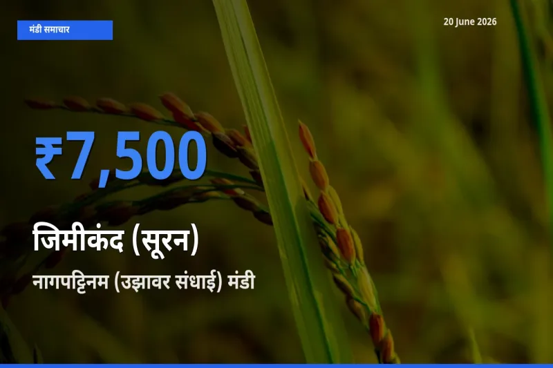 आज जिमीकंद (सूरन) के सबसे ऊँचे दाम ₹7,500 नागपट्टिनम (उझावर संधाई) मंडी में