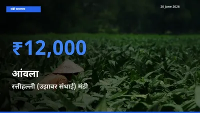 रत्तीहल्ली (उझावर संधाई) मंडी में आंवला ₹12,000 पर पहुँचा – आज का सर्वोच्च भाव