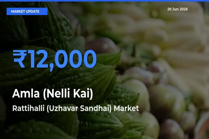 Amla (Nelli Kai) Mandi Rate Today: Rattihalli (Uzhavar Sandhai) Tops the List
