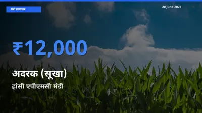 किसानों की पसंद बना हांसी एपीएमसी, अदरक (सूखा) के सबसे अच्छे दाम