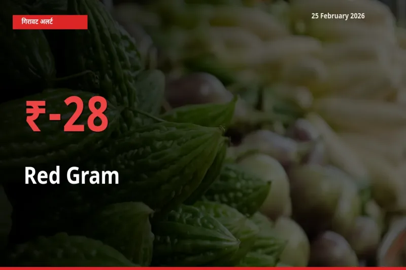 तेज़ गिरावट! मंडी में Red Gram के दाम 28.47% लुढ़के