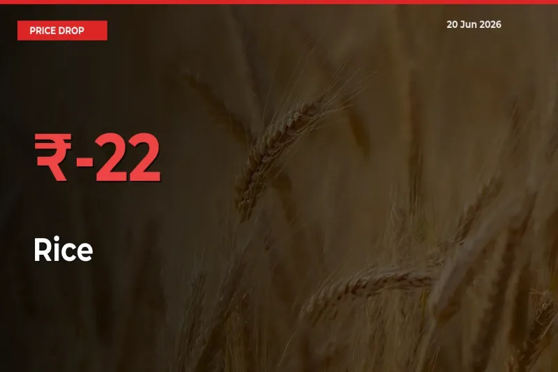 Rice Prices Drop 22.46% – June 20 Market Update from Mandis