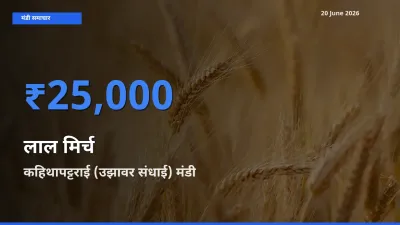 बाज़ार संकेत: कहिथापट्टराई (उझावर संधाई) बना लाल मिर्च के लिए आज की टॉप मंडी