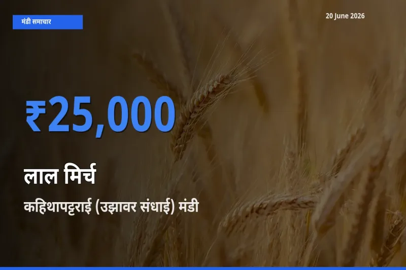 बाज़ार संकेत: कहिथापट्टराई (उझावर संधाई) बना लाल मिर्च के लिए आज की टॉप मंडी
