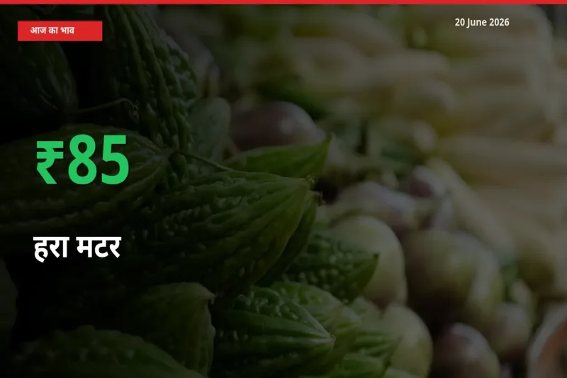 20 June अपडेट: हरा मटर के दाम मंडी में 84.97% उछले