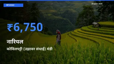 आज नारियल के सबसे ज़्यादा दाम कोविलपट्टी (उझावर संधाई) मंडी में दर्ज