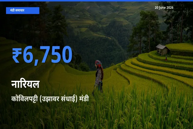 आज नारियल के सबसे ज़्यादा दाम कोविलपट्टी (उझावर संधाई) मंडी में दर्ज