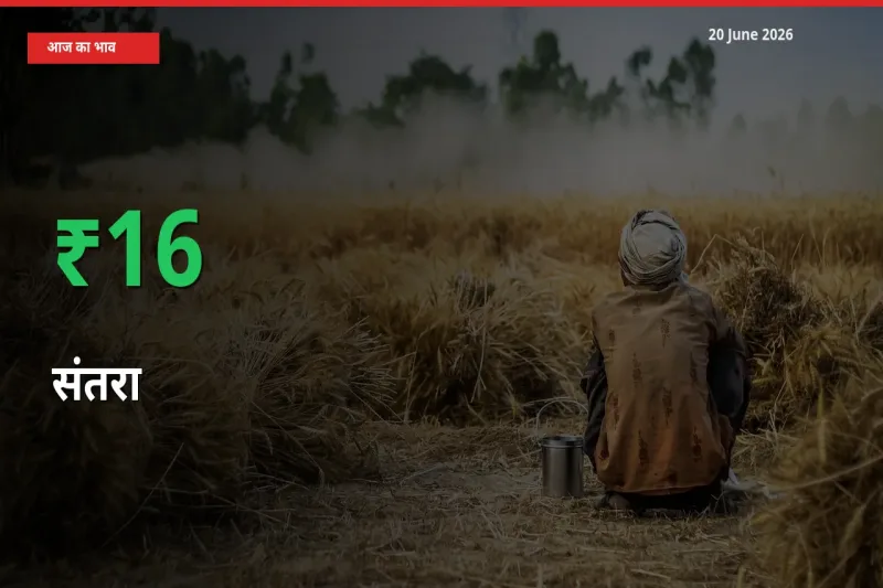 आज का मंडी भाव: संतरा के दाम मंडी में 16.45% ऊपर
