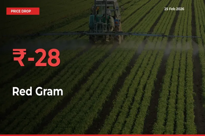 28.47% Drop in Red Gram Prices – Mandi Sees Sudden Fall