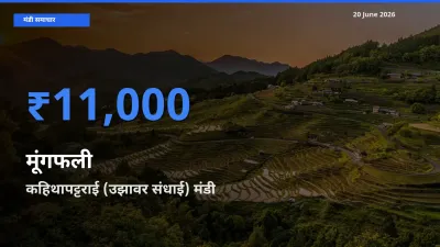 कहिथापट्टराई (उझावर संधाई) मंडी में आज मूंगफली के सबसे ऊँचे दाम दर्ज