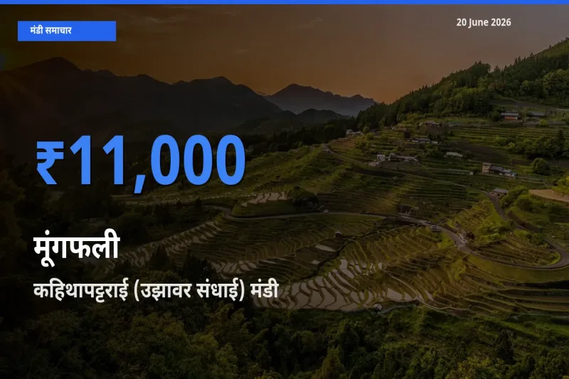 कहिथापट्टराई (उझावर संधाई) मंडी में आज मूंगफली के सबसे ऊँचे दाम दर्ज