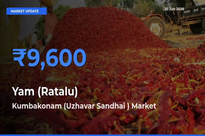 Kumbakonam (Uzhavar Sandhai ) Records Highest ₹9,600 Rate for Yam (Ratalu)