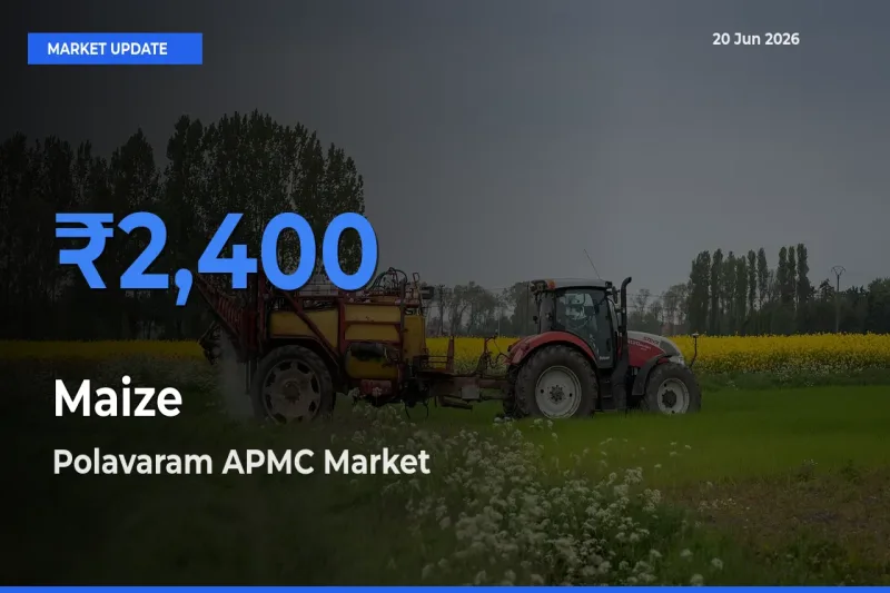 Polavaram APMC Leads as Top Mandi for Maize Prices
