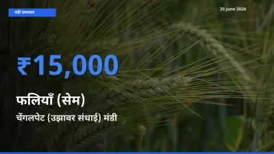 किसानों की पसंद बना चेंगलपेट (उझावर संधाई), फलियाँ (सेम) के सबसे अच्छे दाम