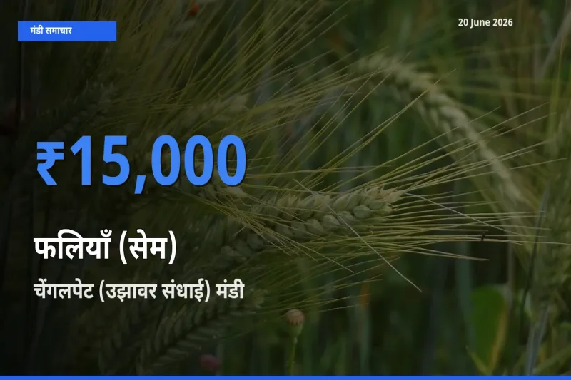 किसानों की पसंद बना चेंगलपेट (उझावर संधाई), फलियाँ (सेम) के सबसे अच्छे दाम