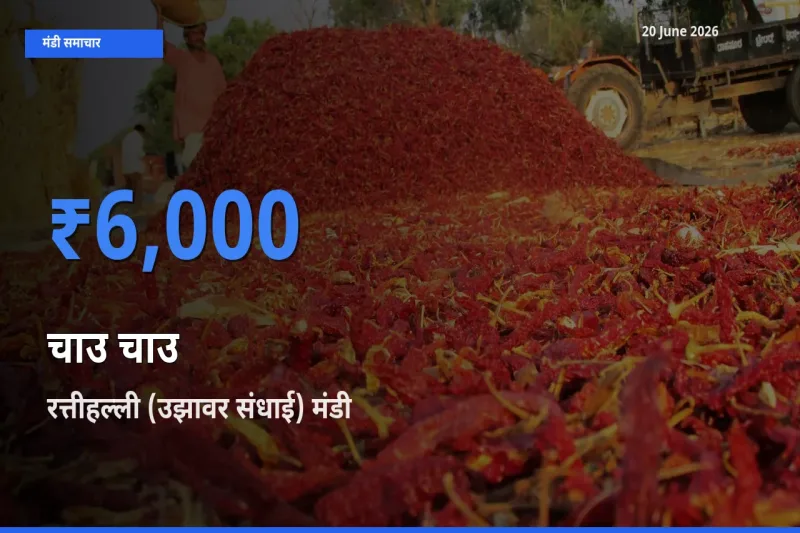 आज का मंडी भाव: चाउ चाउ के सबसे ज़्यादा दाम रत्तीहल्ली (उझावर संधाई) में