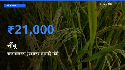 राजपालयम (उझावर संधाई) में नींबू का आज सबसे ऊँचा भाव