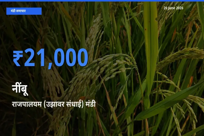 राजपालयम (उझावर संधाई) में नींबू का आज सबसे ऊँचा भाव