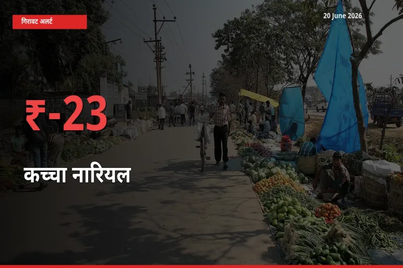 बाज़ार संकेत: कच्चा नारियल के भाव मंडी में 23.35% नीचे