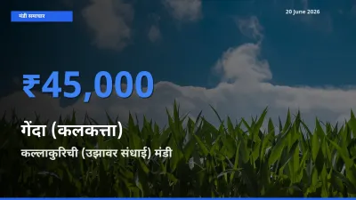 किसानों की पसंद बना कल्लाकुरिची (उझावर संधाई), गेंदा (कलकत्ता) के सबसे अच्छे दाम