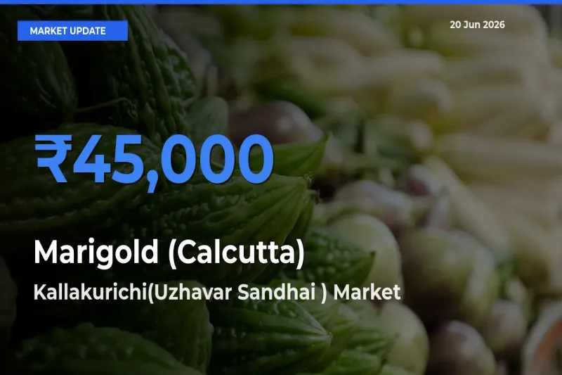 Kallakurichi(Uzhavar Sandhai ) Tops Marigold (Calcutta) Mandi Rates Today